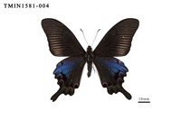 藏品(雙環翠鳳蝶)的圖片